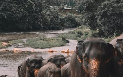 Discovering the Biodiversity of Sri Lanka: The Flora and Fauna