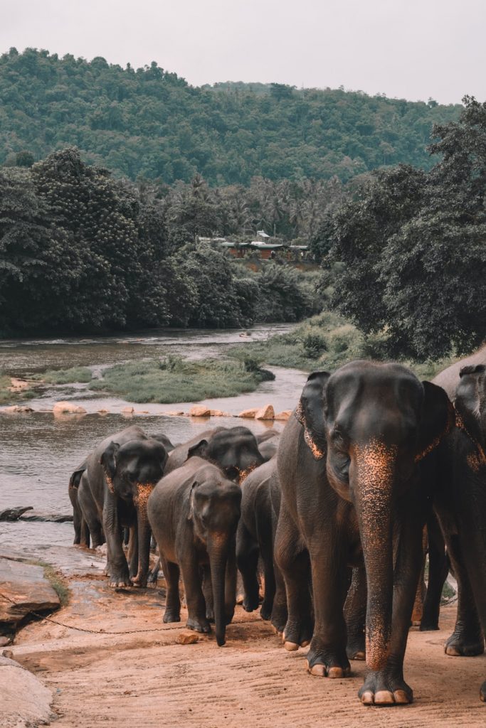 Photo "The Flora and Fauna of Sri Lanka"