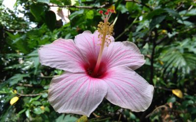 Exploring Puerto Rico’s Rich Flora and Fauna