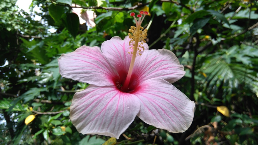 Photo "The Flora and Fauna of Puerto Rico"