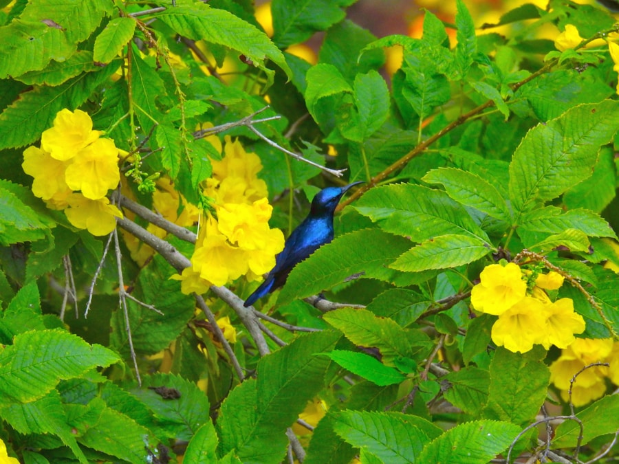 Photo The Flora and Fauna of Seychelles