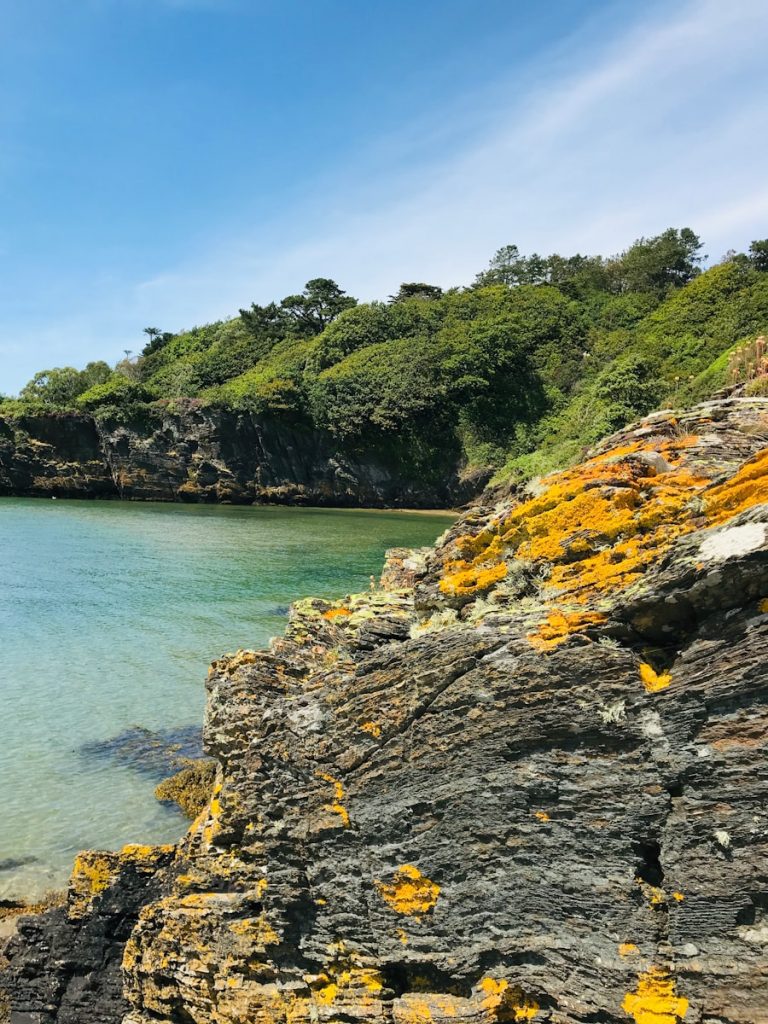 Photo The Flora and Fauna of Guernsey