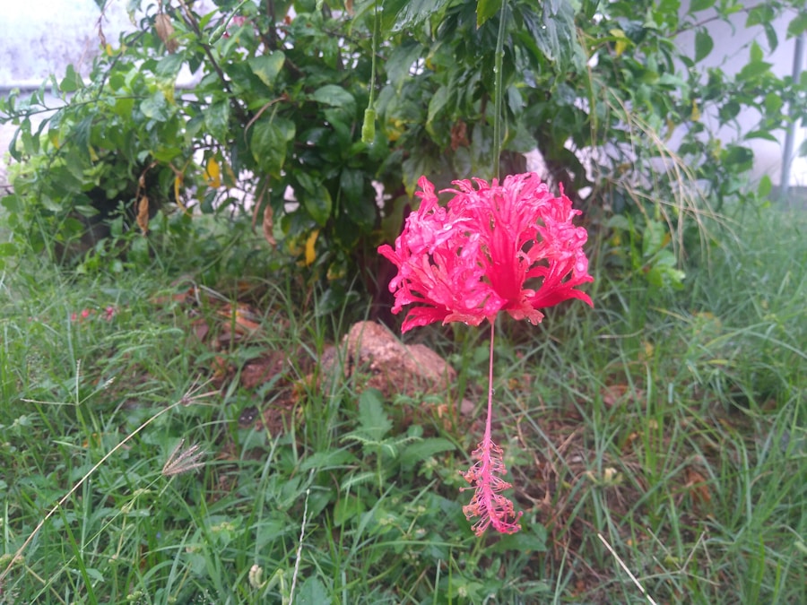 Photo The Flora and Fauna of Liberia