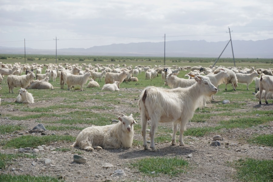 Photo The Flora and Fauna of Turkmenistan