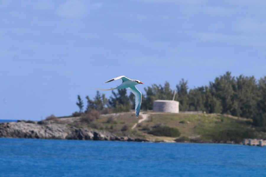 Photo The Flora and Fauna of Bahamas