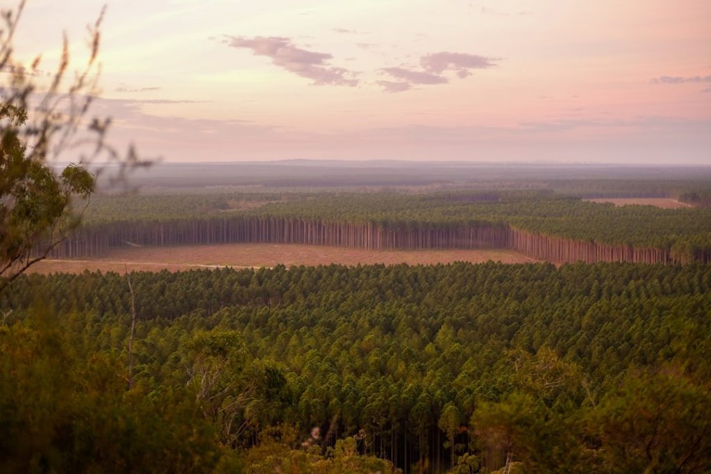 Photo Deforestation