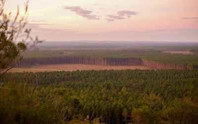The Role of Deforestation in Climate Change: A Growing Global Concern