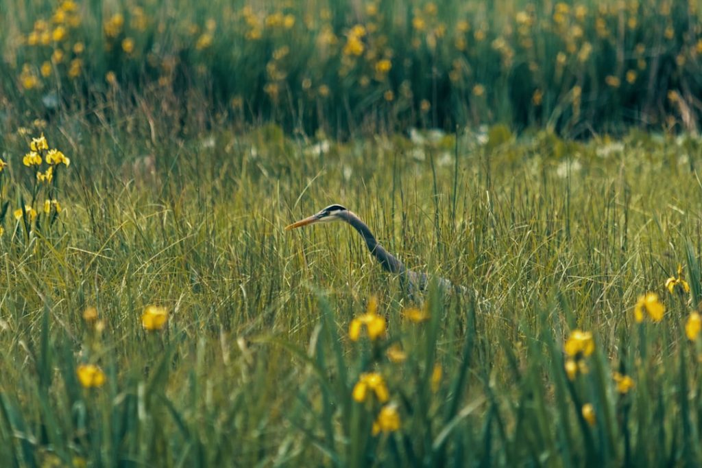 Photo Biodiversity Loss