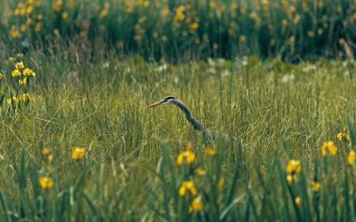 Climate Change and Biodiversity Loss: Why Species Are Disappearing Faster Than Ever