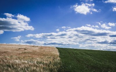 Climate Change and Food Supply: Will the World Face Shortages?